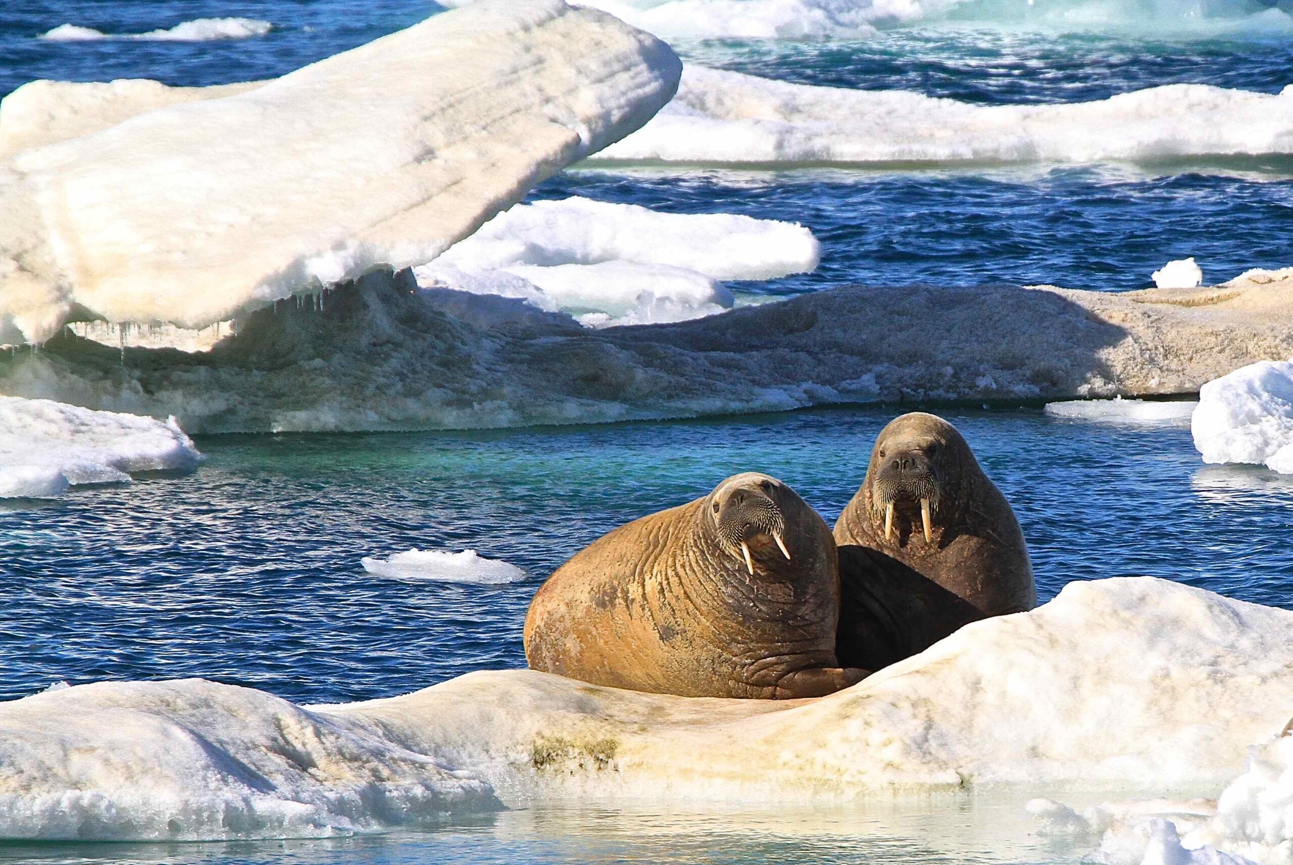 Animal Facts: Walrus | Canadian Geographic