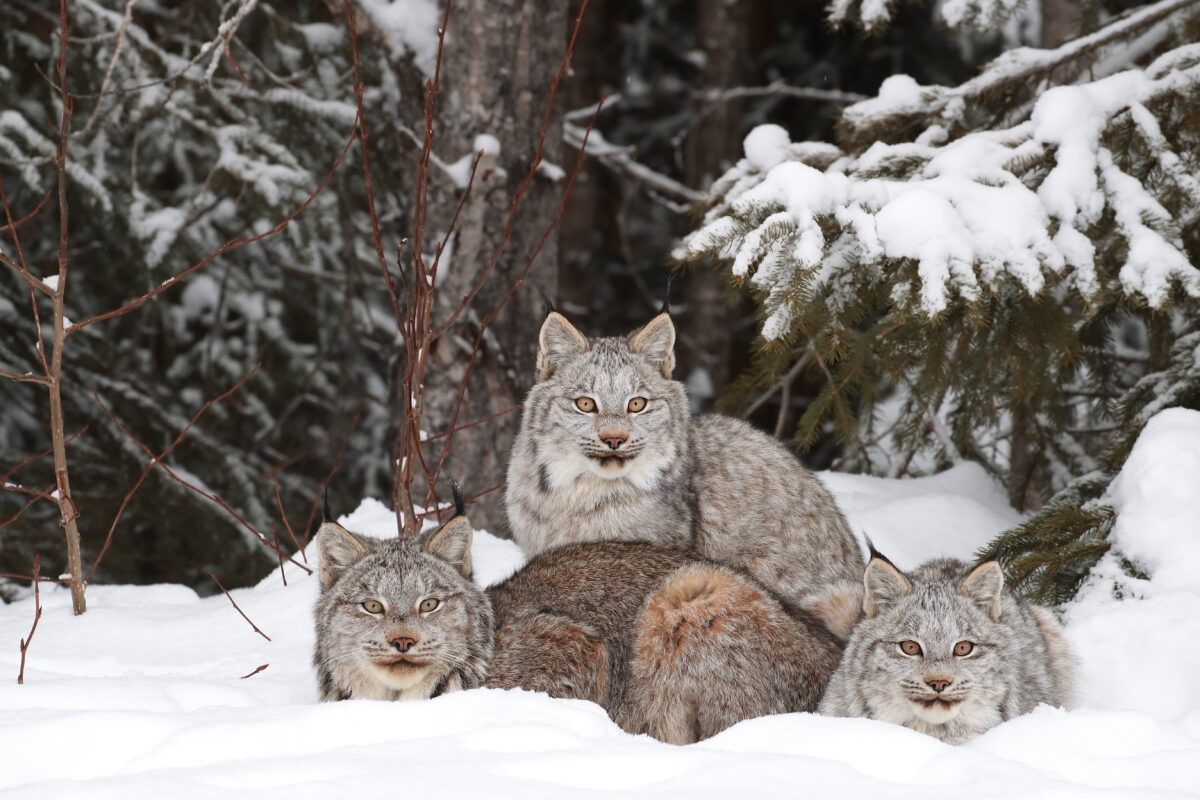 Animal Facts Canada Lynx Canadian Geographic