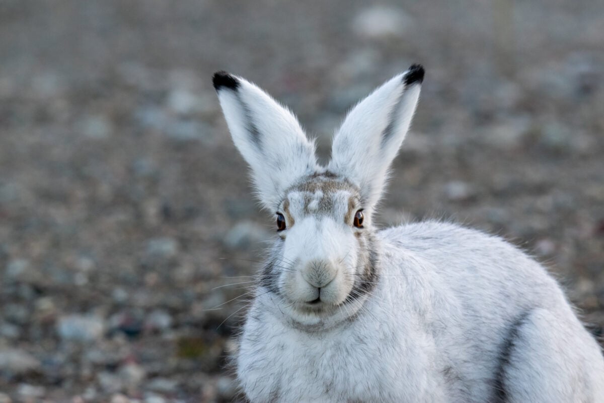 arctic hare diagram