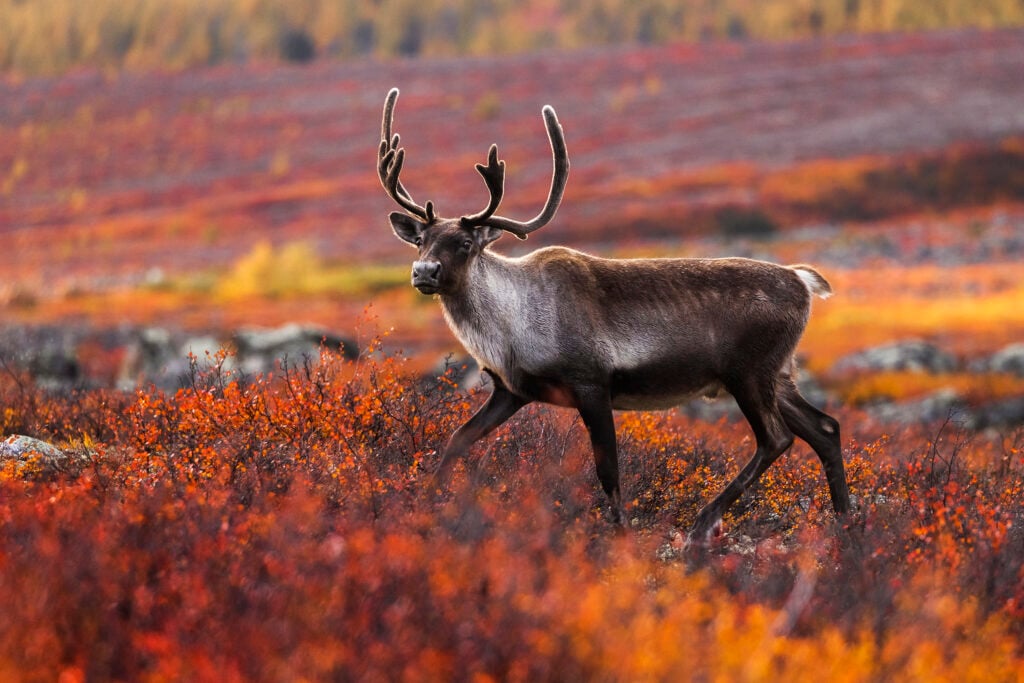 animal-facts-caribou-canadian-geographic