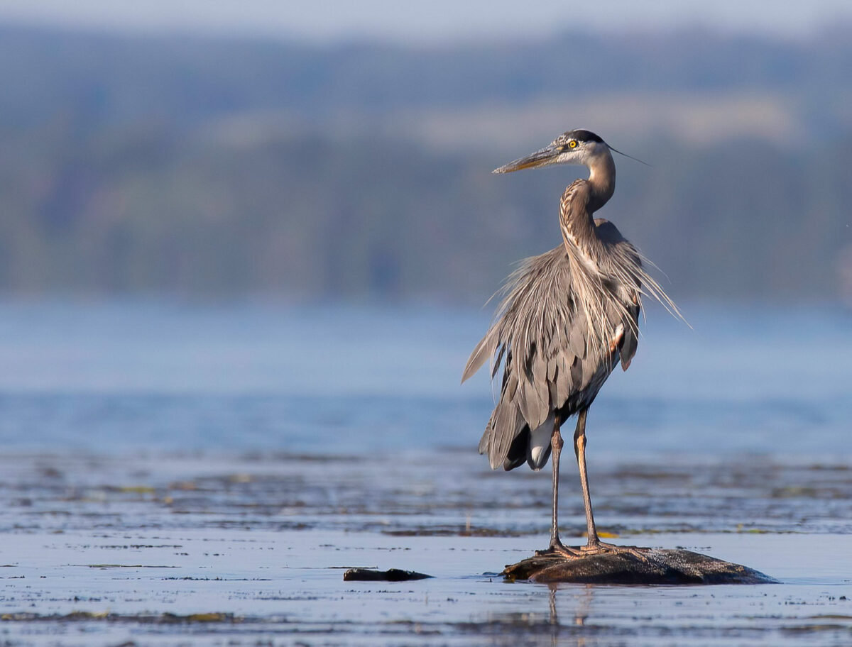 Great Blue Heron Great Blue Heron