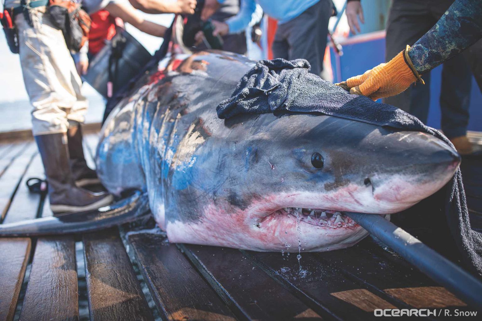 Great white shark on boat deck