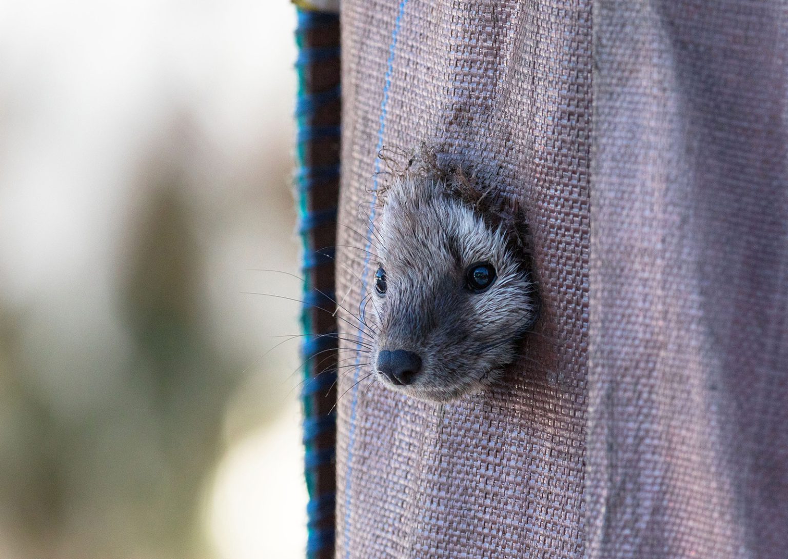 A marten peeks out of a piece of burlap 