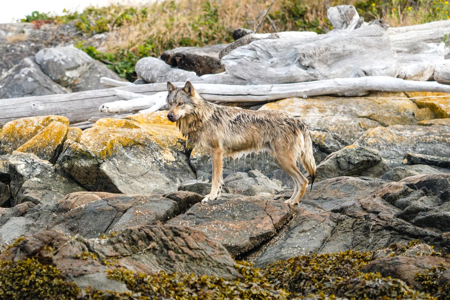 A wolf dripping wet after a swim