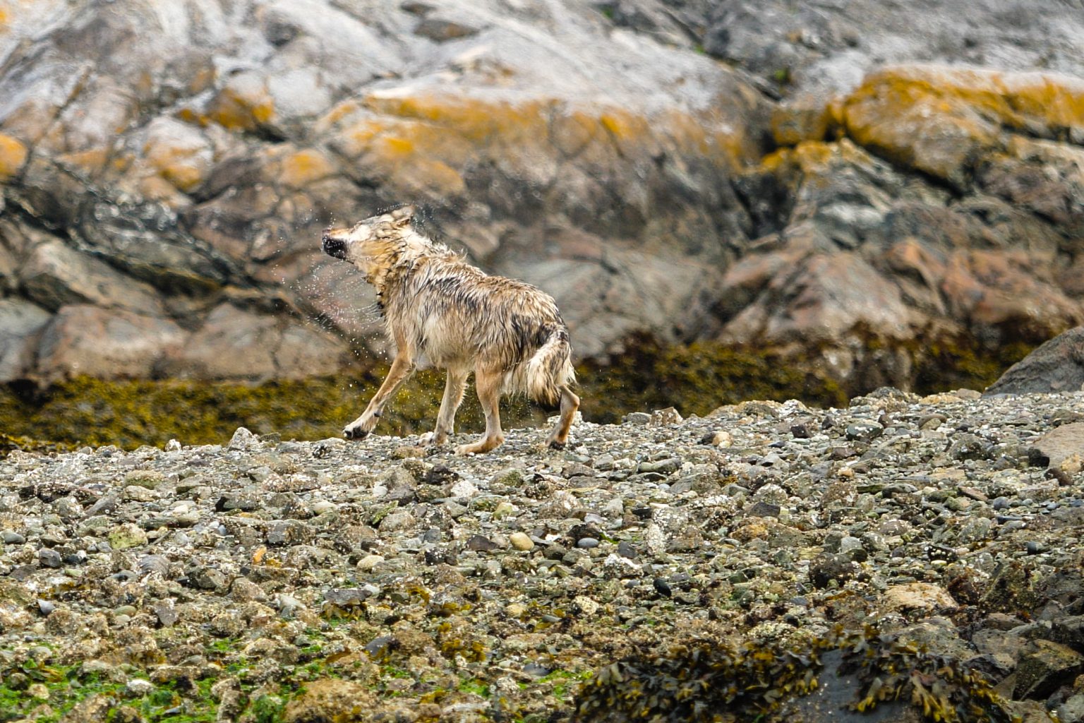 A wolf shaking of the water after a swim