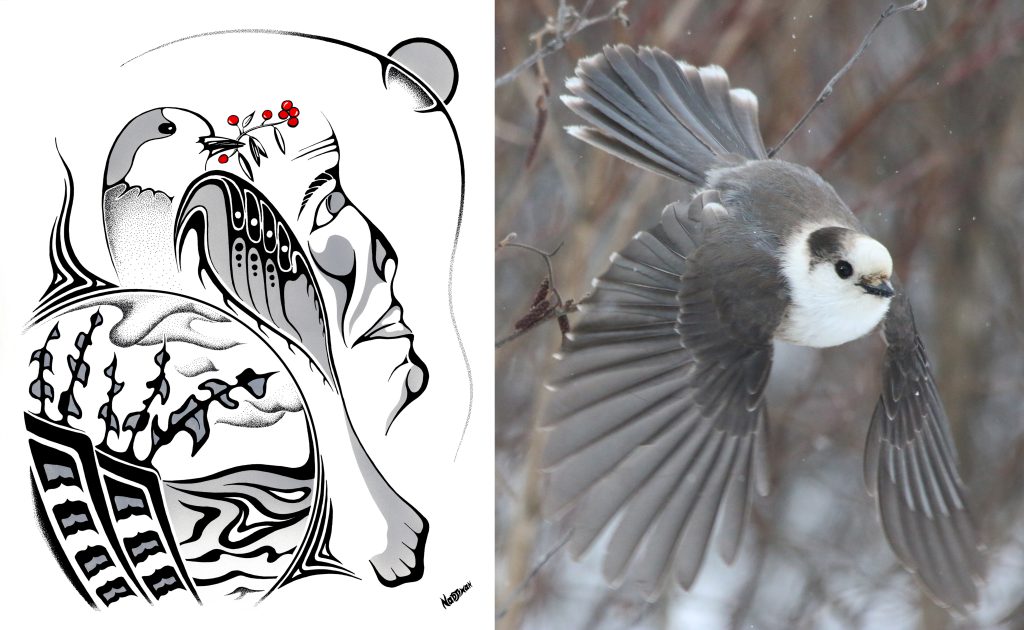 Anishinaabe artist Mark Nadjiwan's work, For Seven Generations, featuring the gray jay
