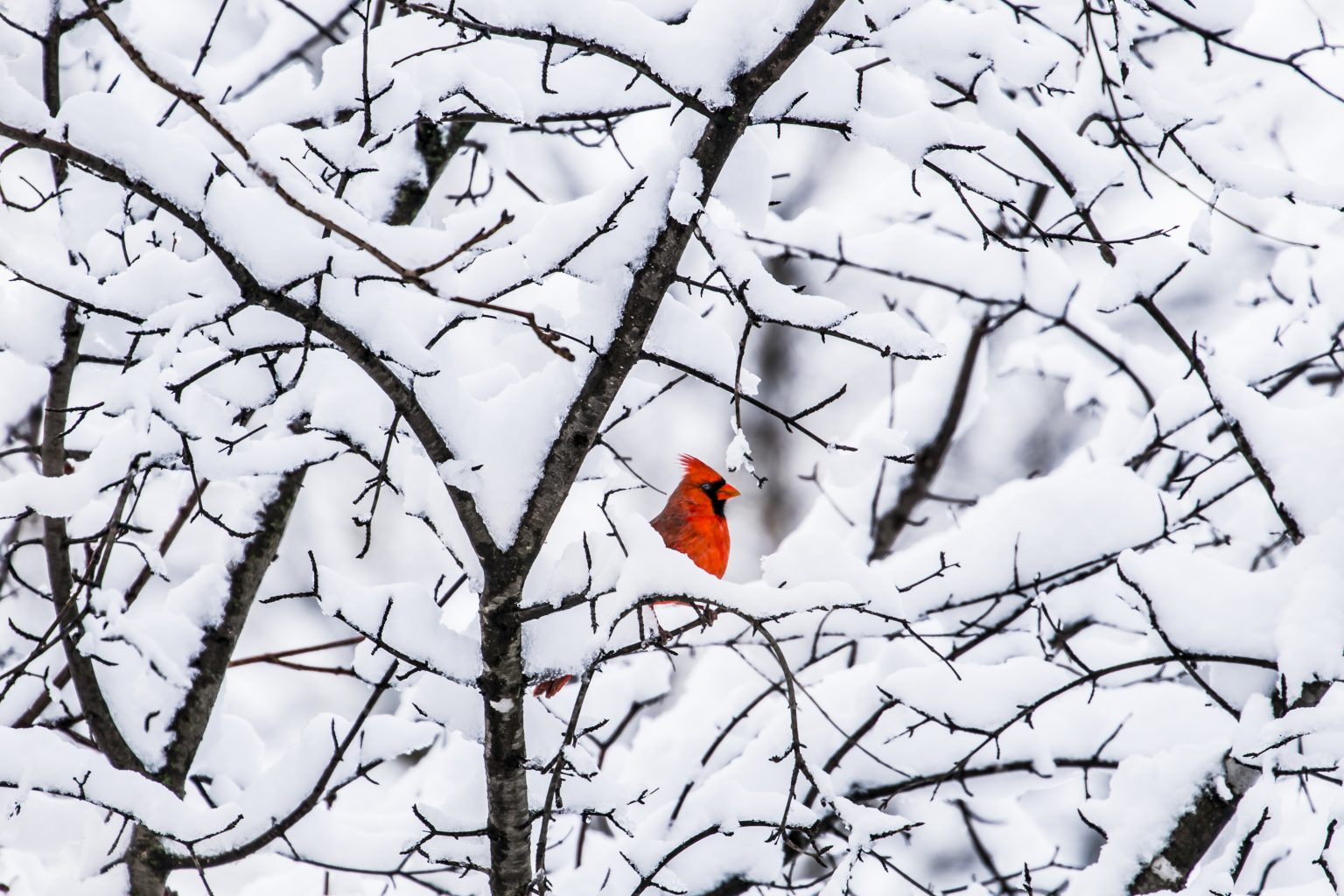 A red bird sits in snow covered branches