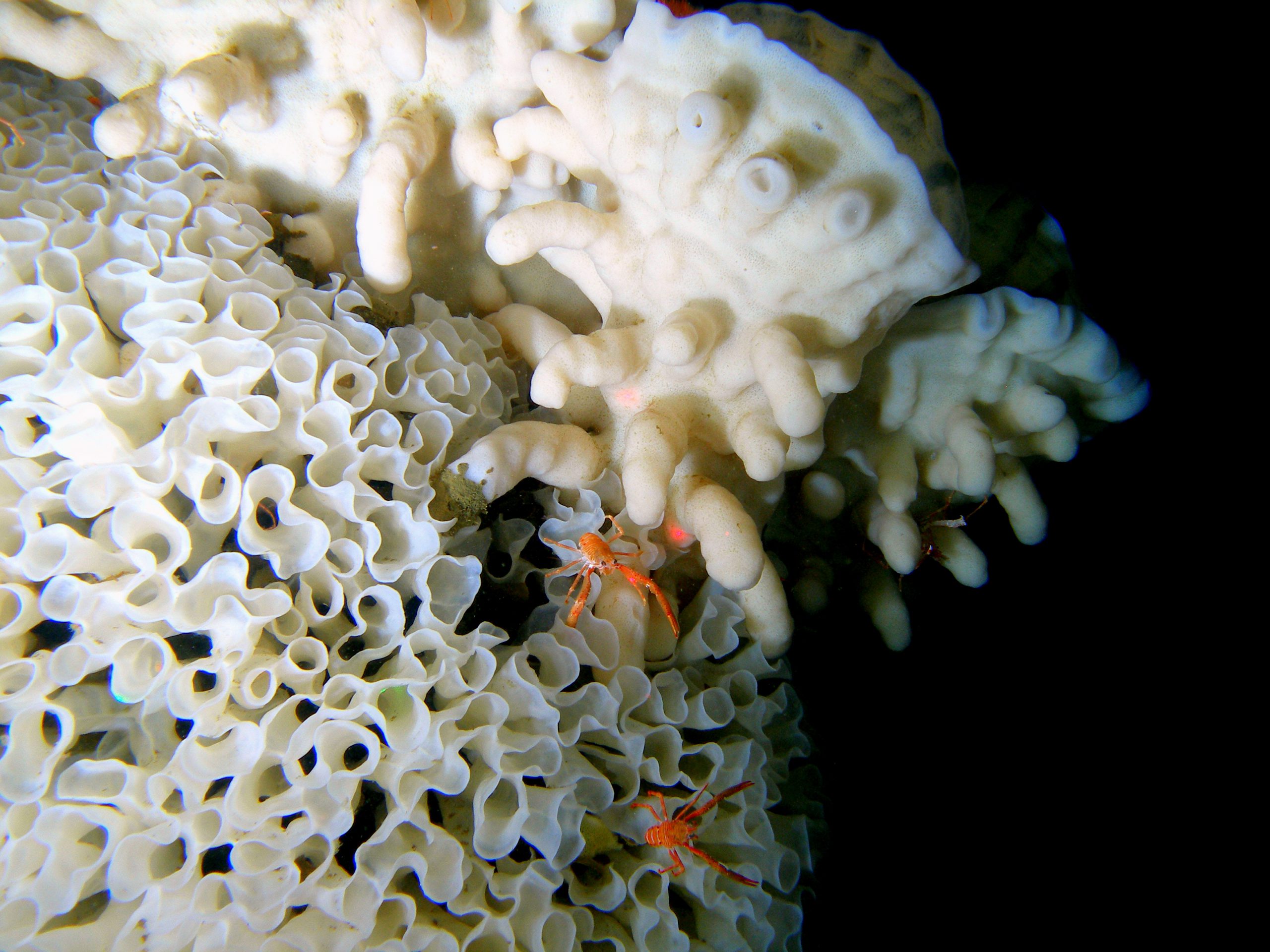 Watch LIVE Researchers explore rare B.C. sea glass sponges Canadian