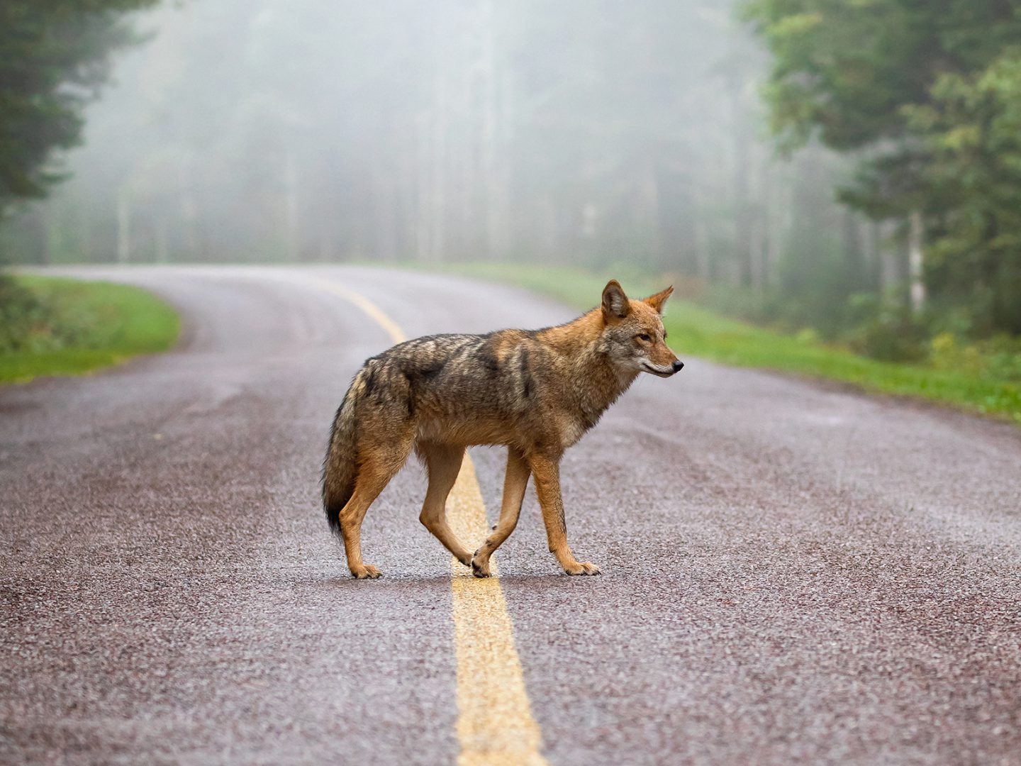 The grand prize winner of the 2018 Wildlife Photography of the Year competition, an eastern coyote crossing a road, by Brittany Crossman