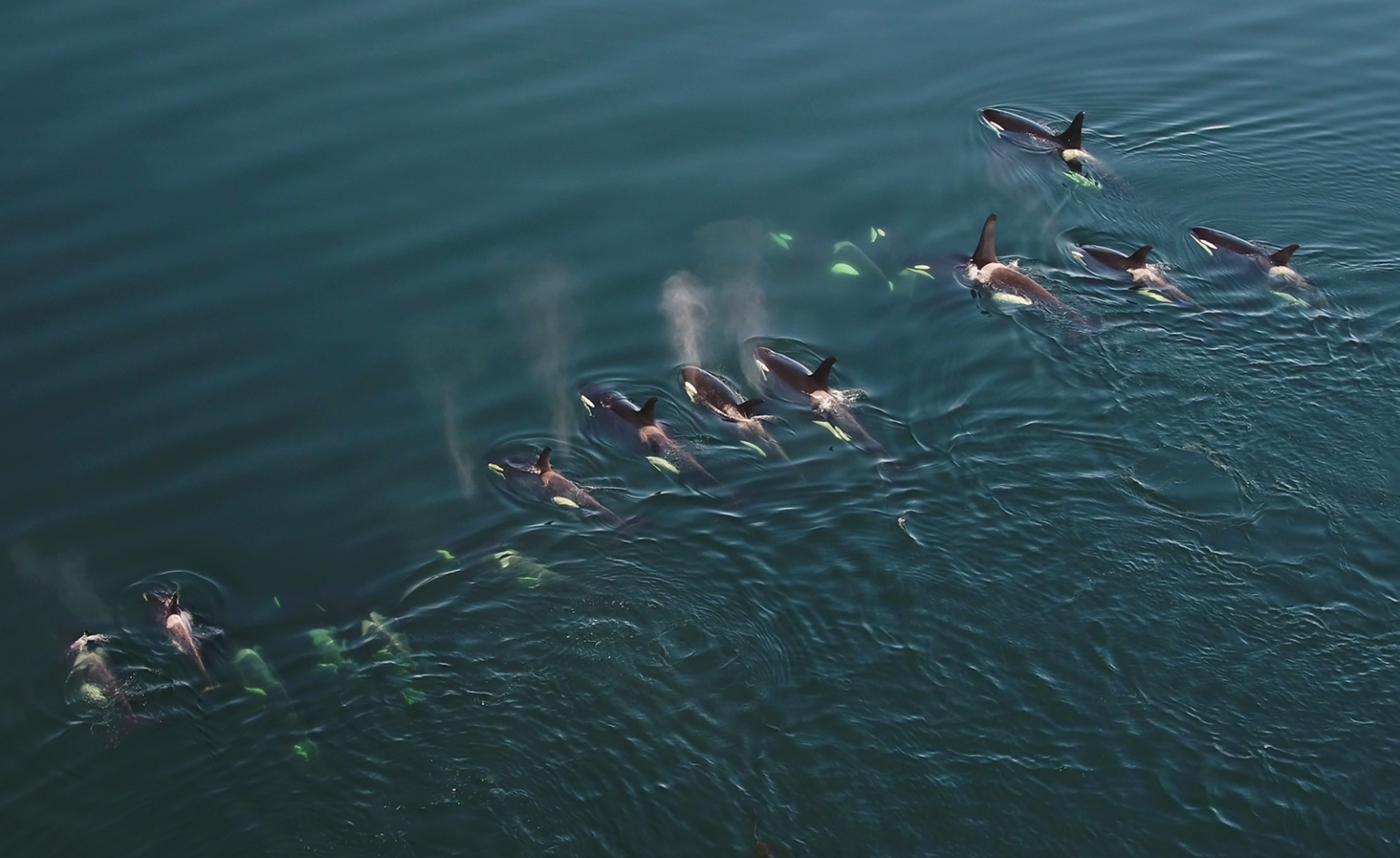 Pod of killer whales B.C.