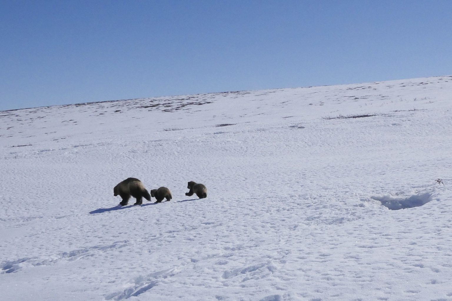 A family of wolverines walks across the snow covered ground