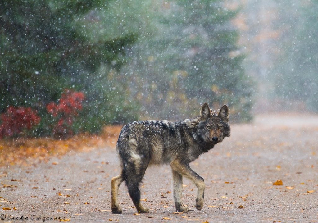 algonquin park wolf
