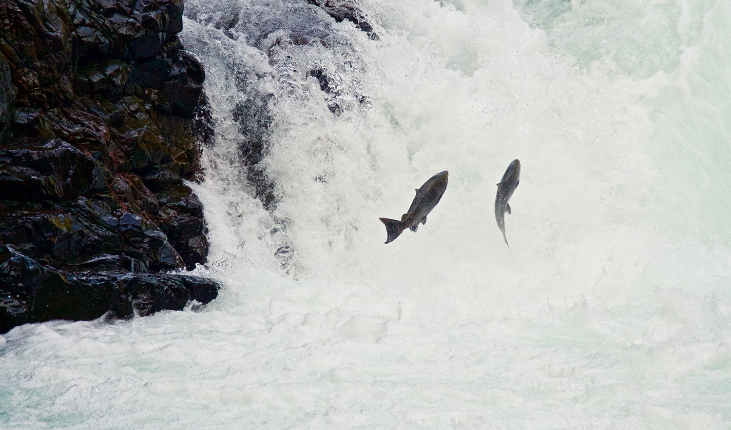 Two salmon jumping out of the air at a waterfall