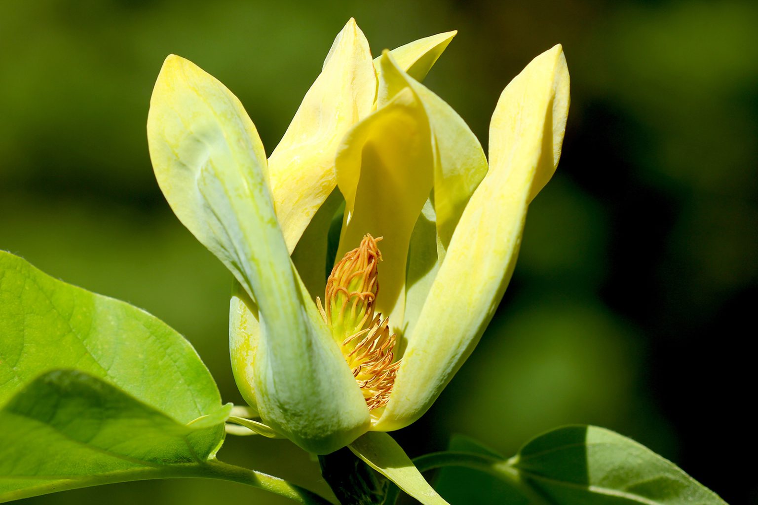 Cucumber tree flower