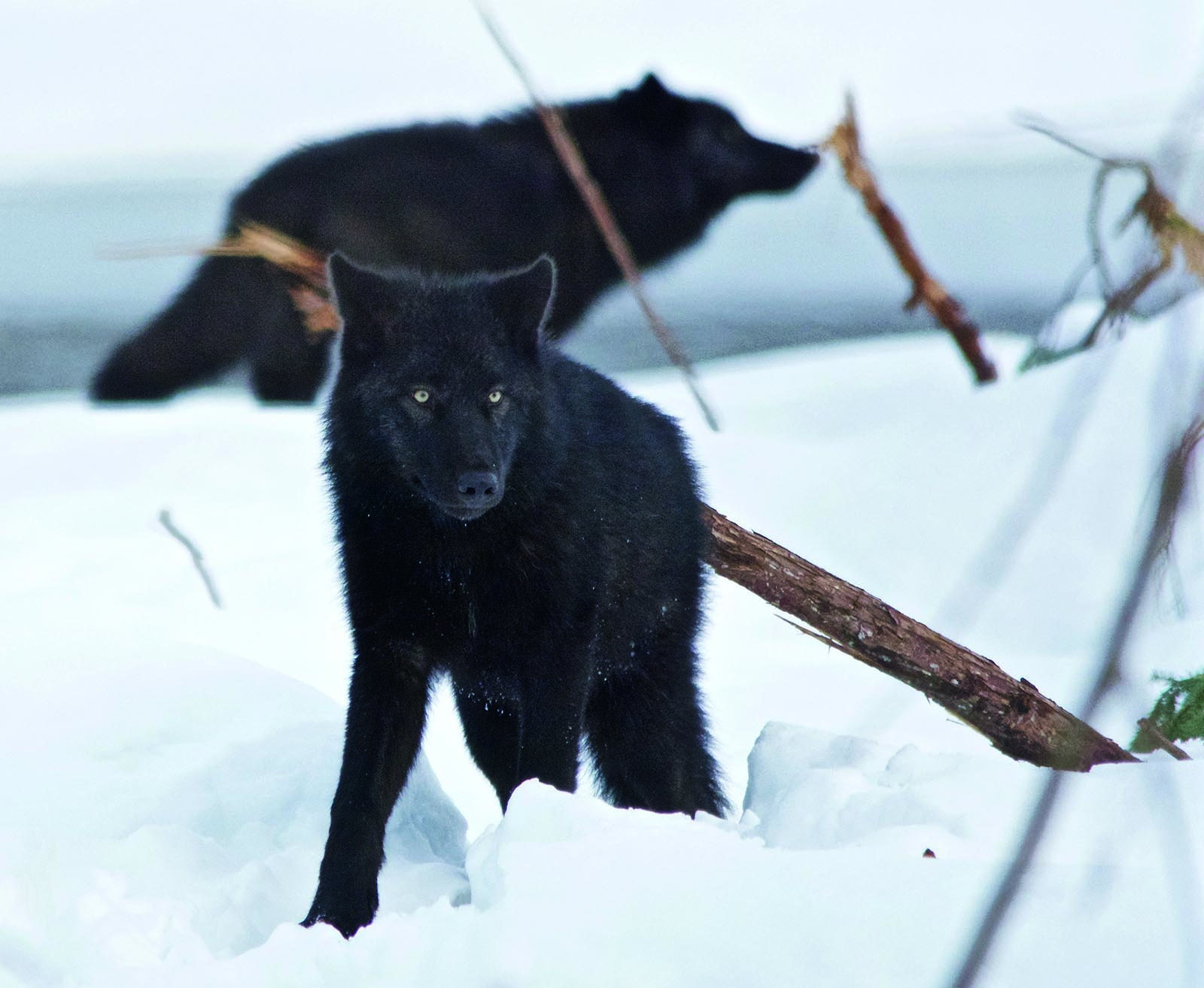 Photos Best Wildlife Photography 2020 Canadian Geographic