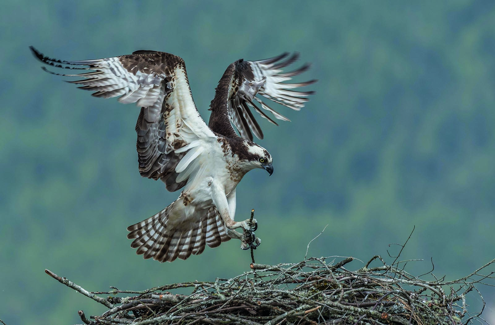 Photos Best Wildlife Photography 2020 Canadian Geographic
