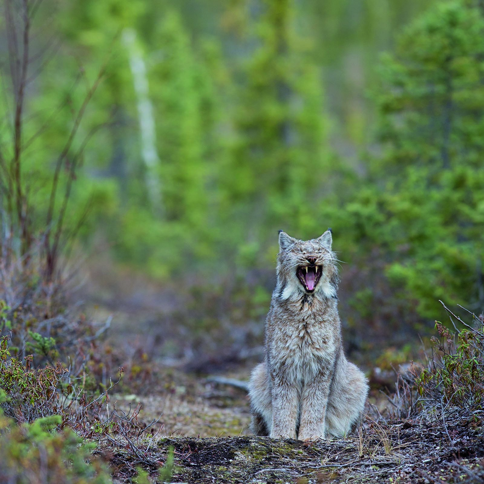 Photos Best Wildlife Photography 2020 Canadian Geographic