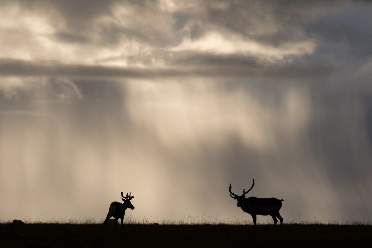 Caribou are vanishing at an alarming rate. Is it too late to save them