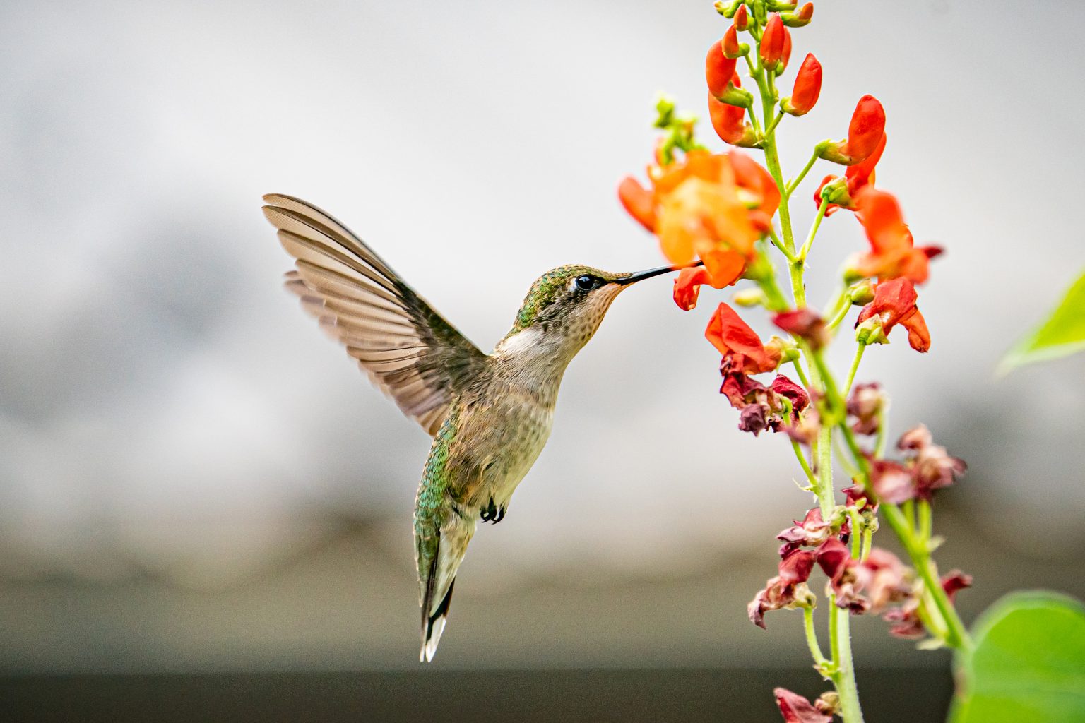 Female ruby-throated hummingbird hovering by an orange flower