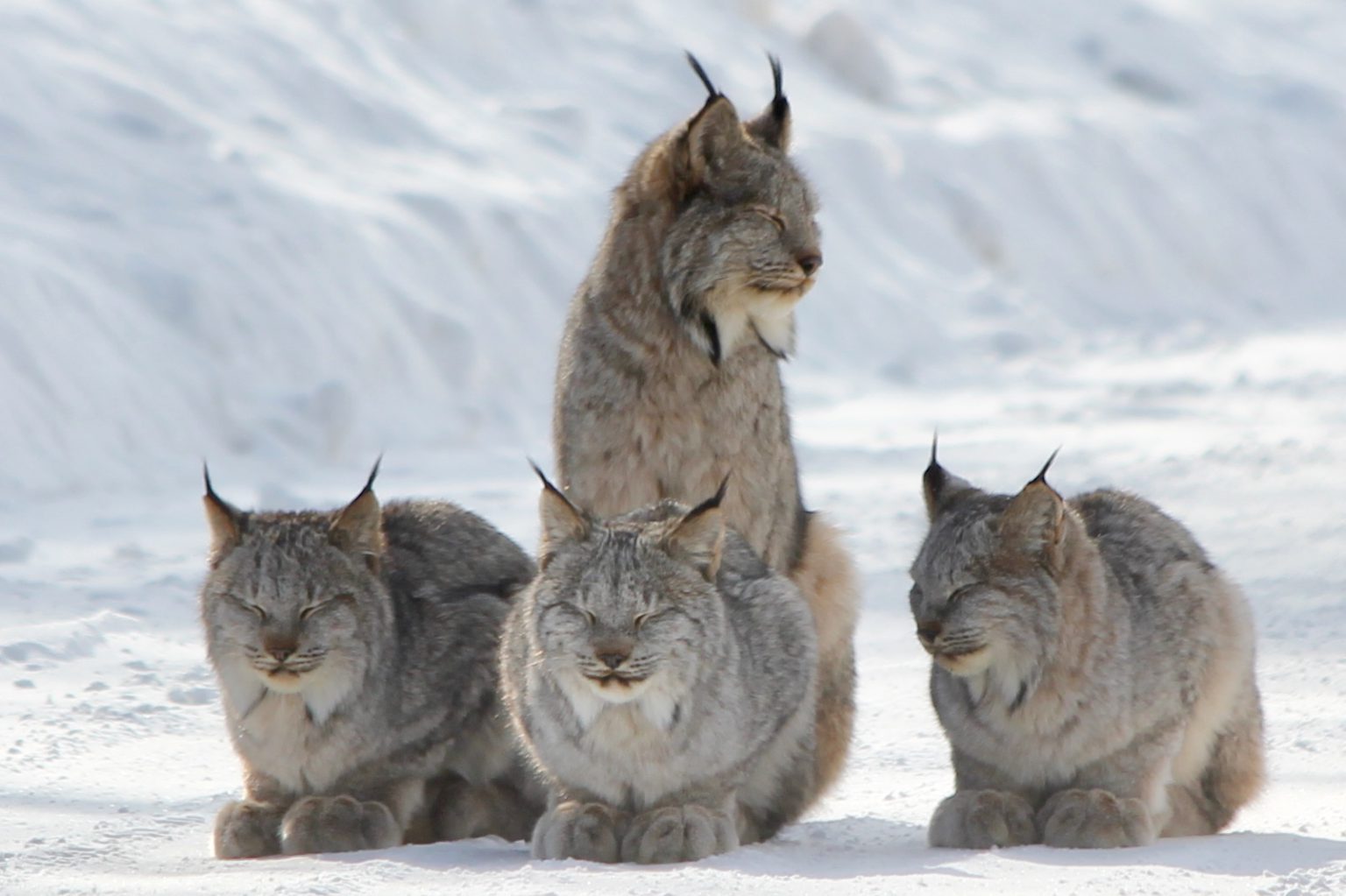 A family of lynx's sits on the snow