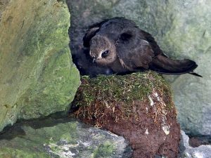 Bird sits on rock