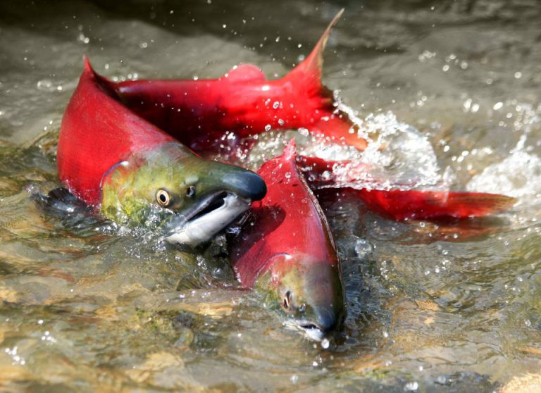 Wild salmon restoration and protection projects receive funding