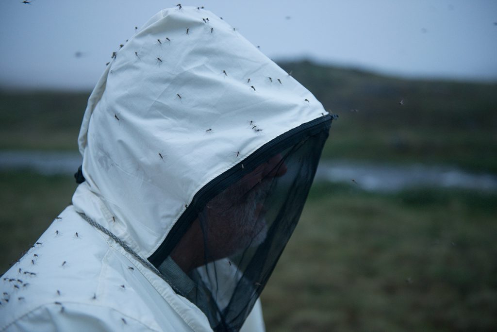 Eric Hoberg, a Senior Researcher at the Animal Parasitic Diseases Laboratory at the United States Department of Agriculture, is swarmed by mosquitos while doing fieldwork at Elu Inlet, near Cambridge Bay.
