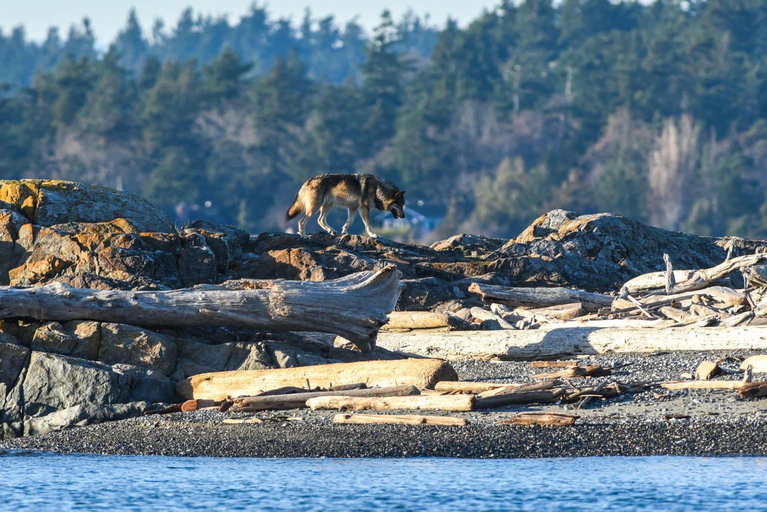 A wolf stands on the rocky shore