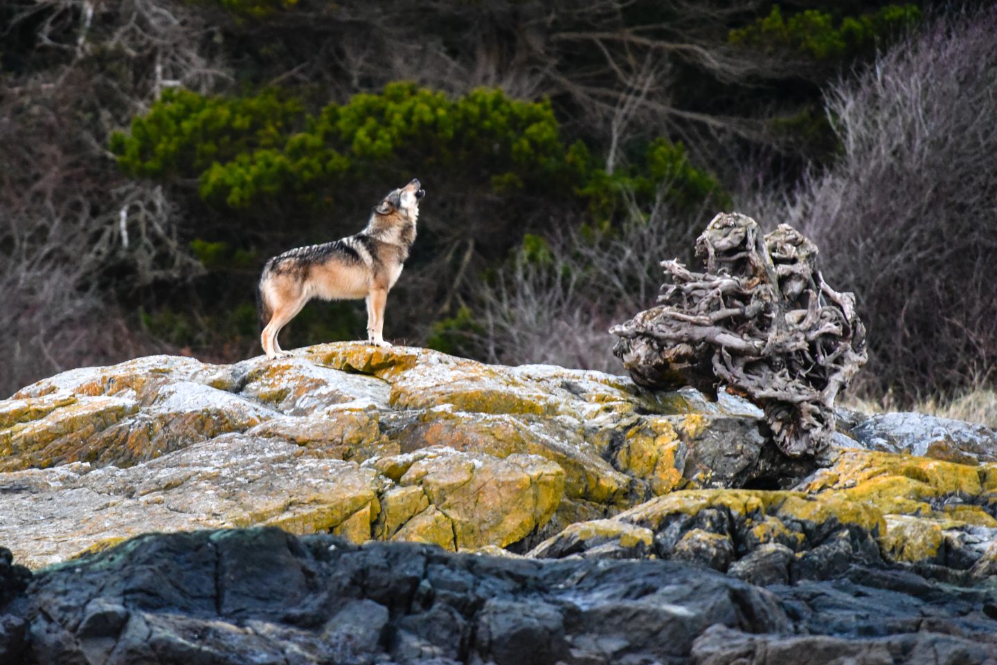 A wolf stands on a rock