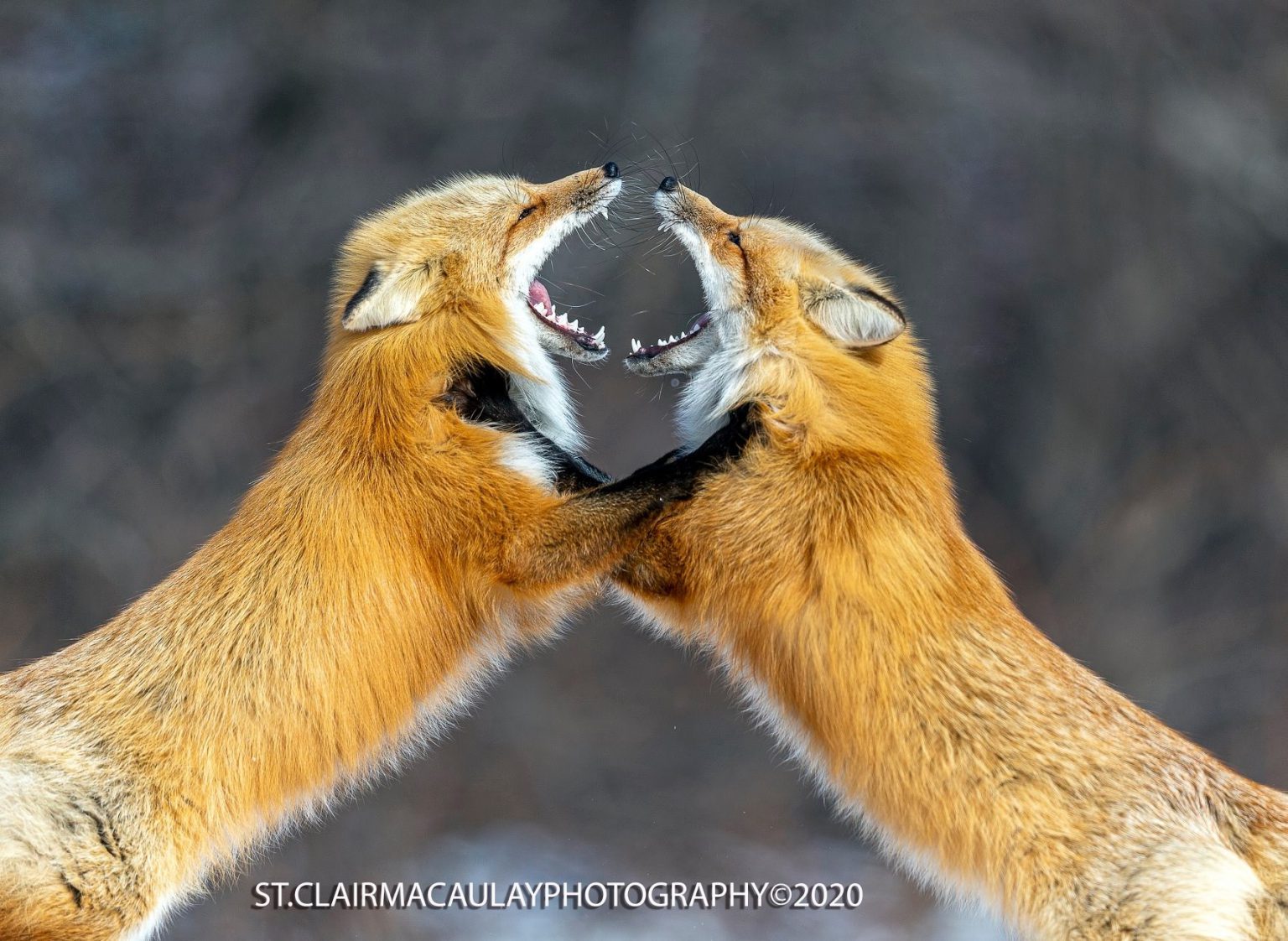 Two foxes play fight with their mouths wide open