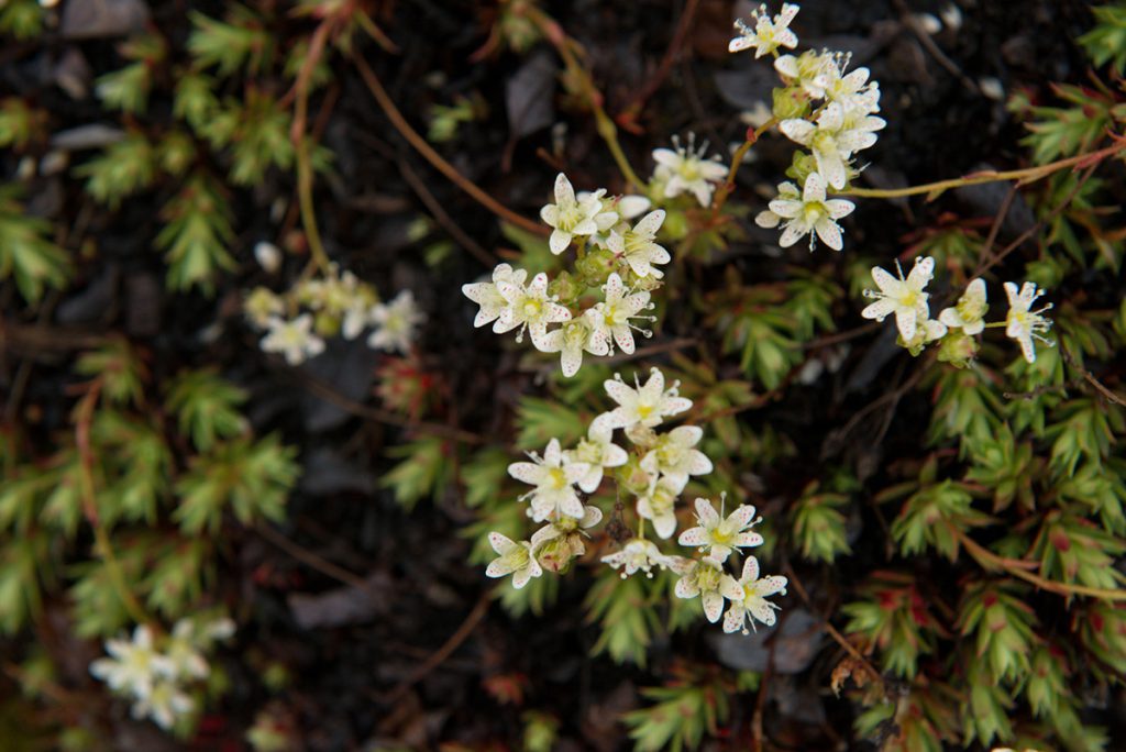 The tundra is covered with plant life in the summer