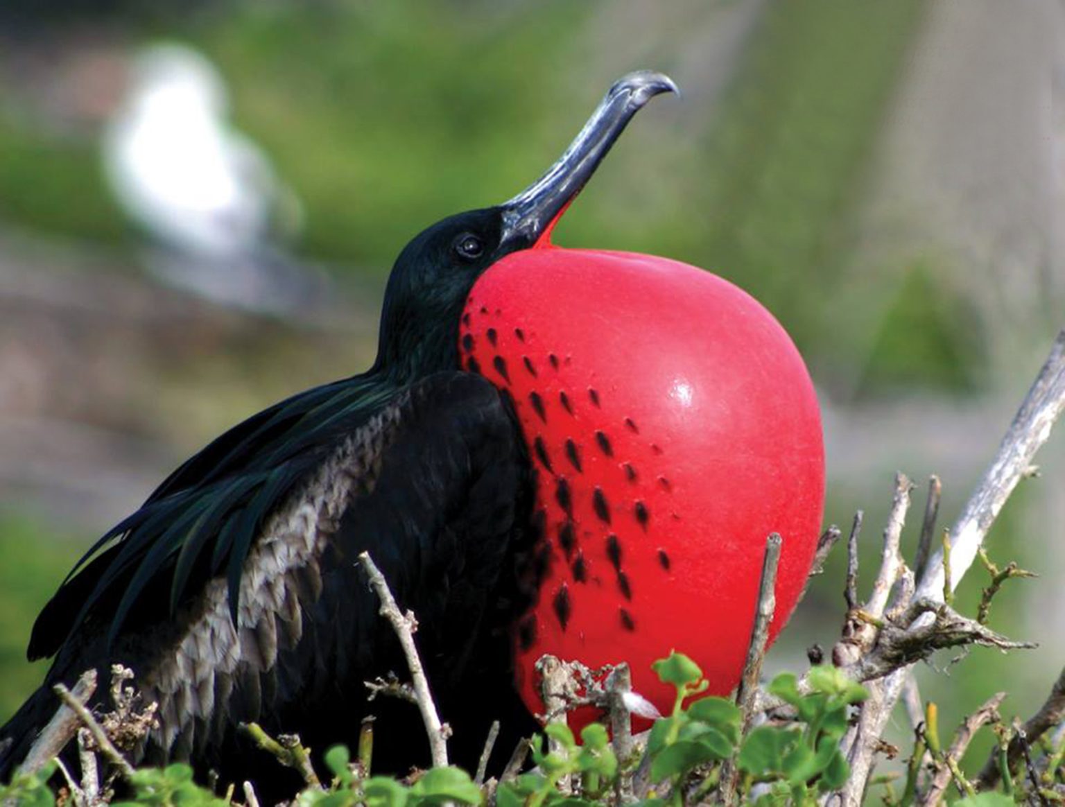 A male magnificent frigatebird in Codrington Lagoon National Park