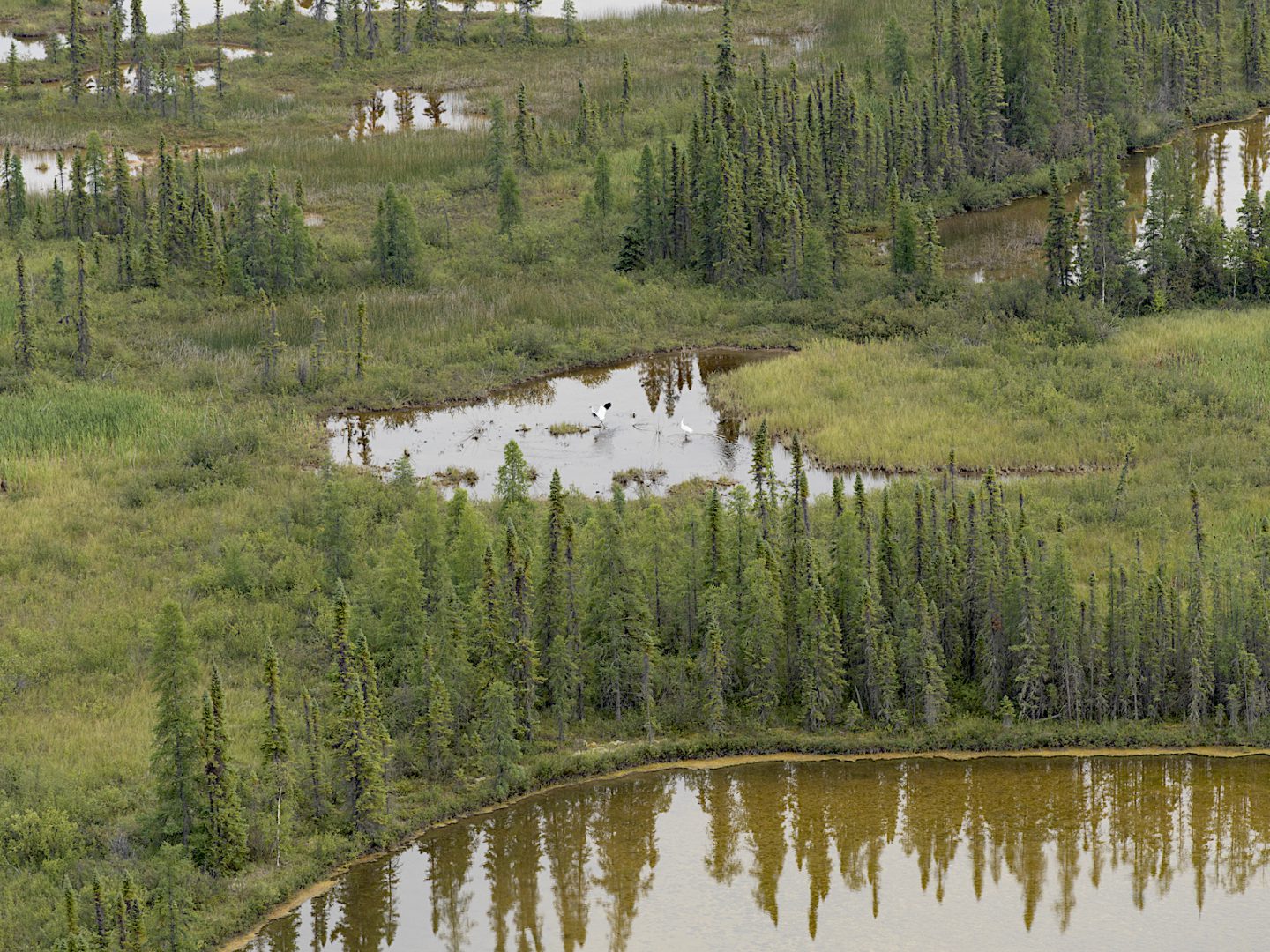 A pair of whooping cranes in Wood Buffalo National Park