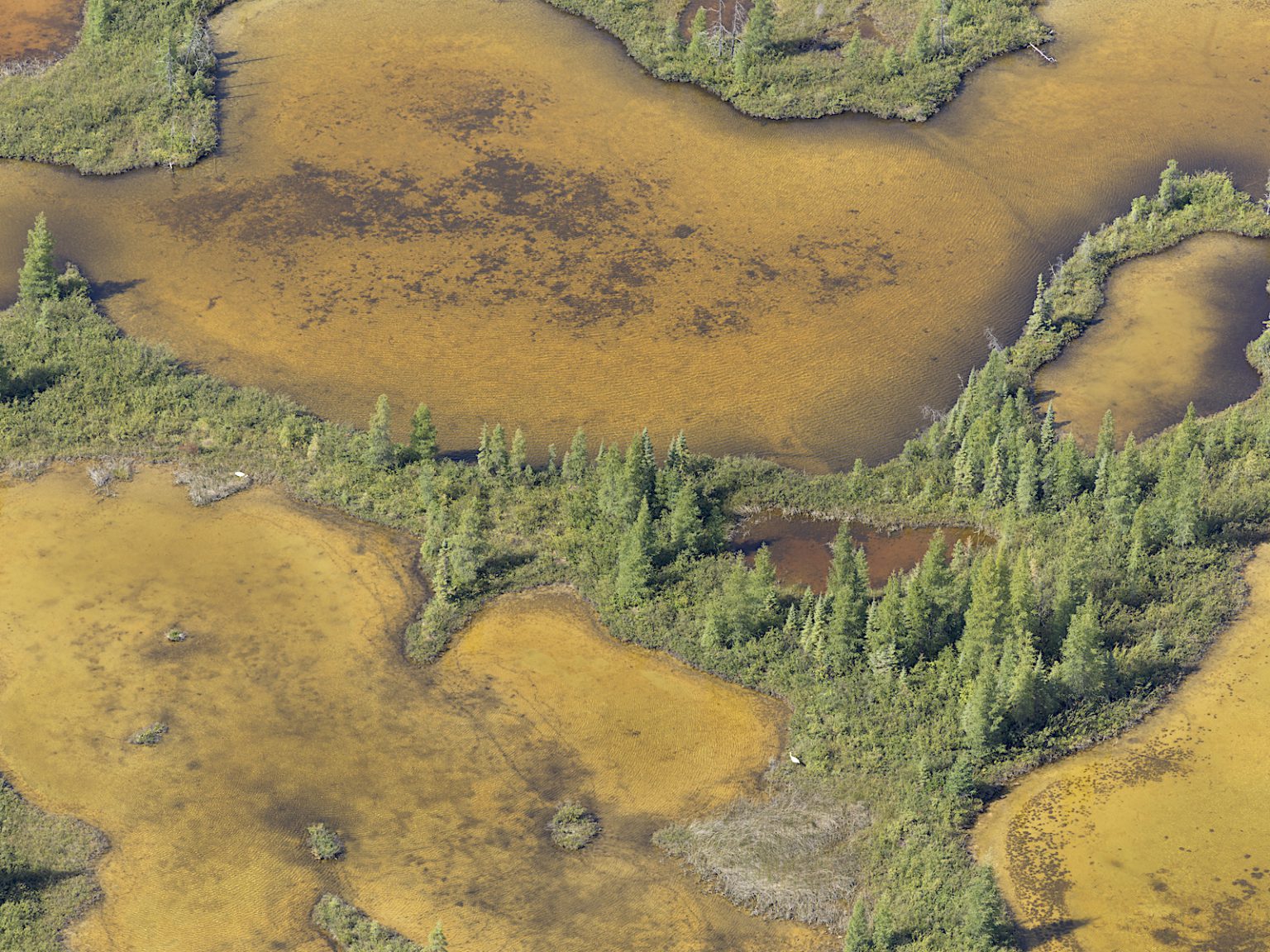 The boreal wetland landscape of Wood Buffalo National Park, N.W.T