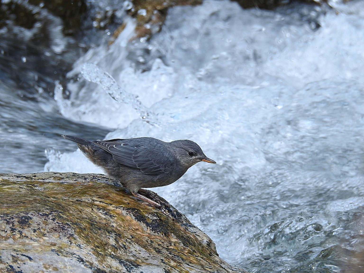 An American dipper perched on a rock by a rushing stream