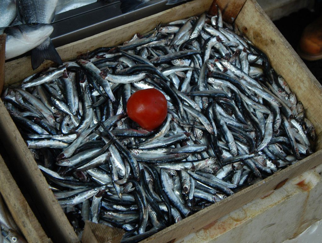 anchovy