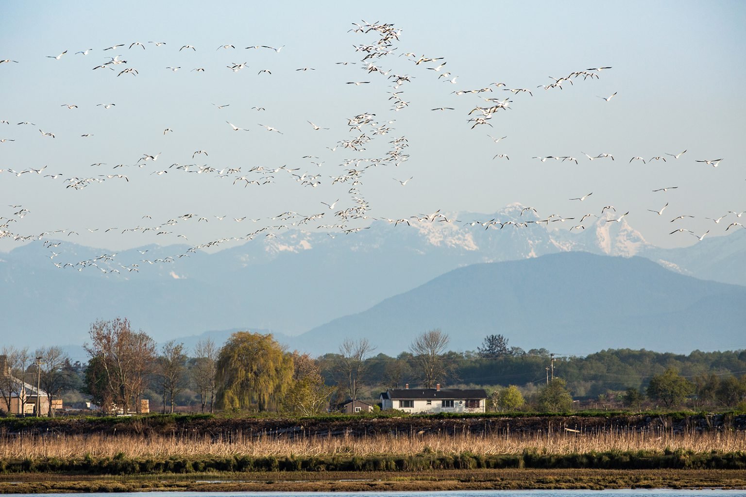 Snow Geese migrate North across the Fraser River of Brunswick Point on April 26, 2018 in Tsawwassen, B.C. 