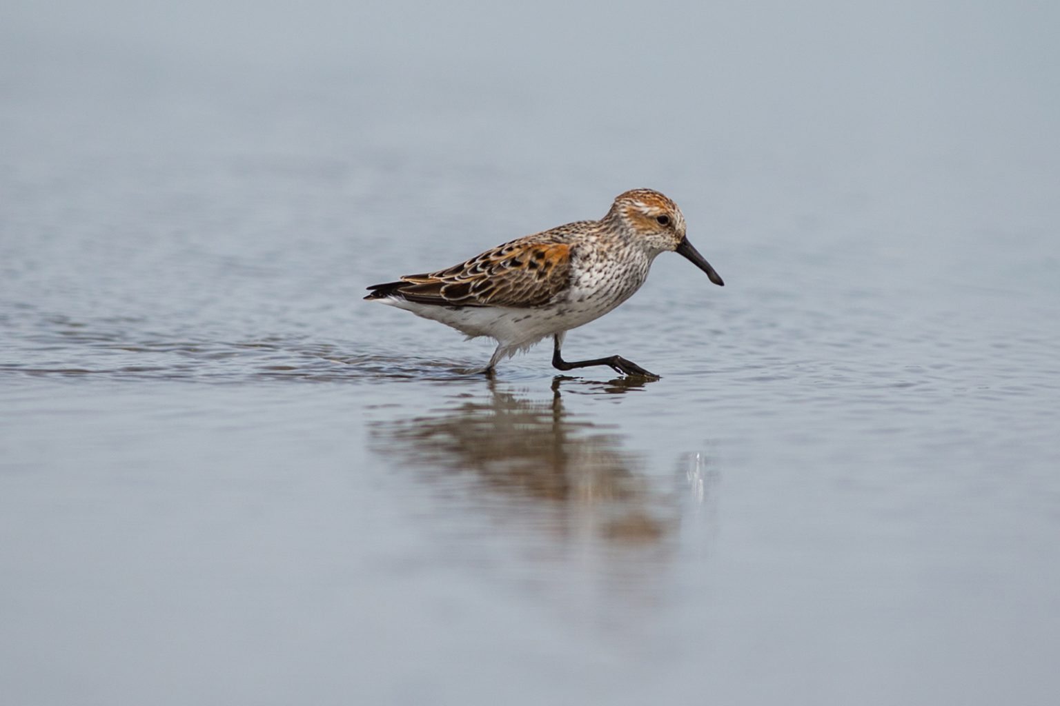 Western Sandpipers near Brunswick Point in Ladner