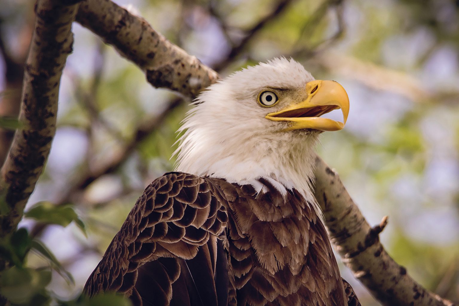 Bald eagle portrait