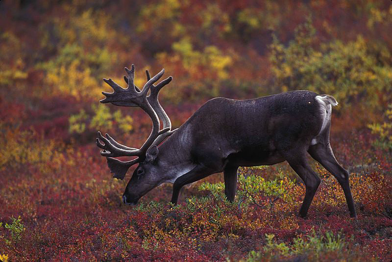 Barren ground caribou grazing in autumn