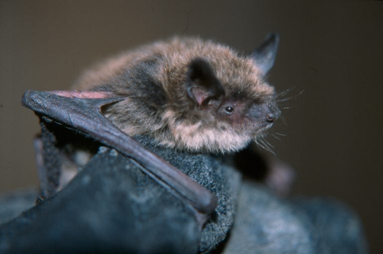 Little brown bat