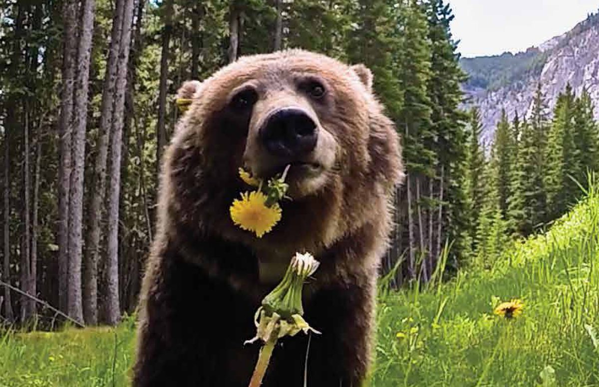 a-lament-for-bear-148-canadian-geographic