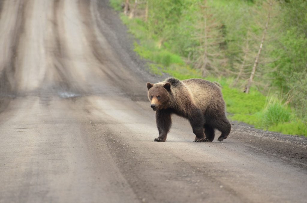 How to stay safe during a bear encounter | Canadian Geographic