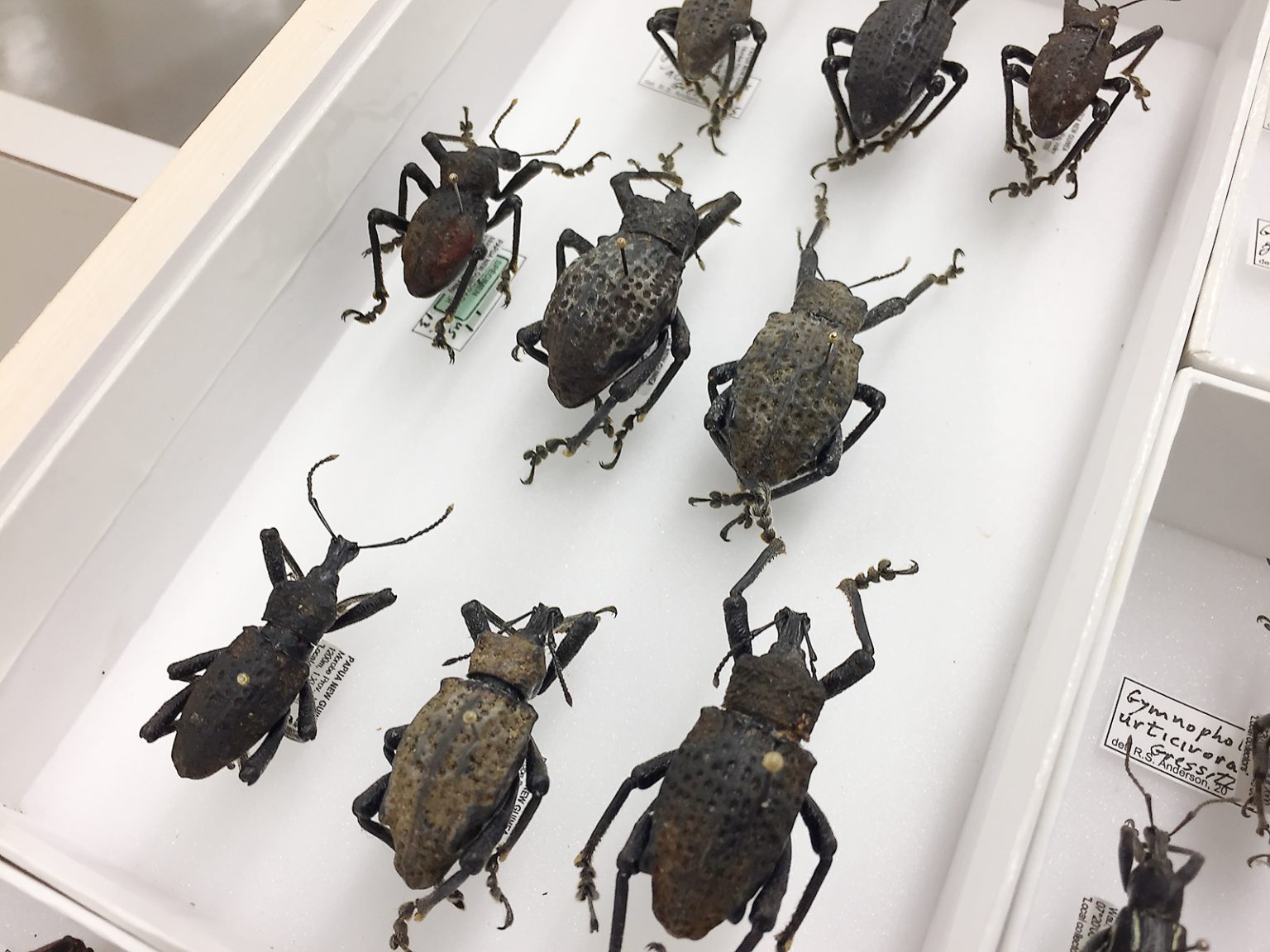 Specimen tray of beetles from Papua New Guinea