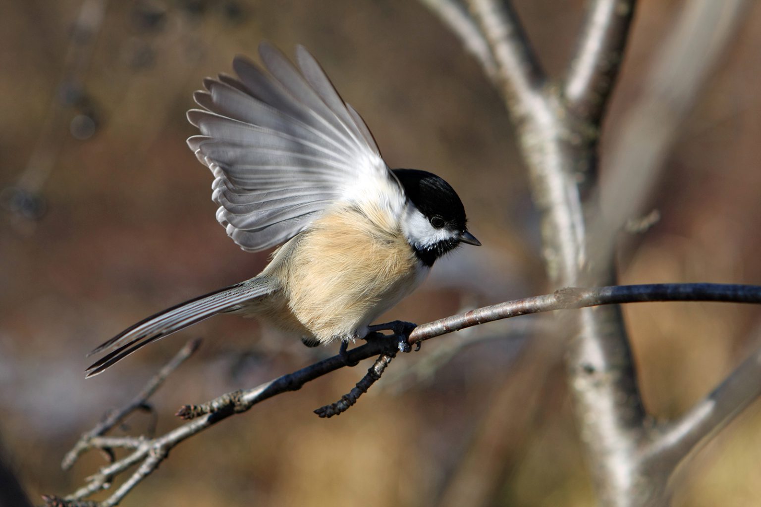 Black-capped chickadee