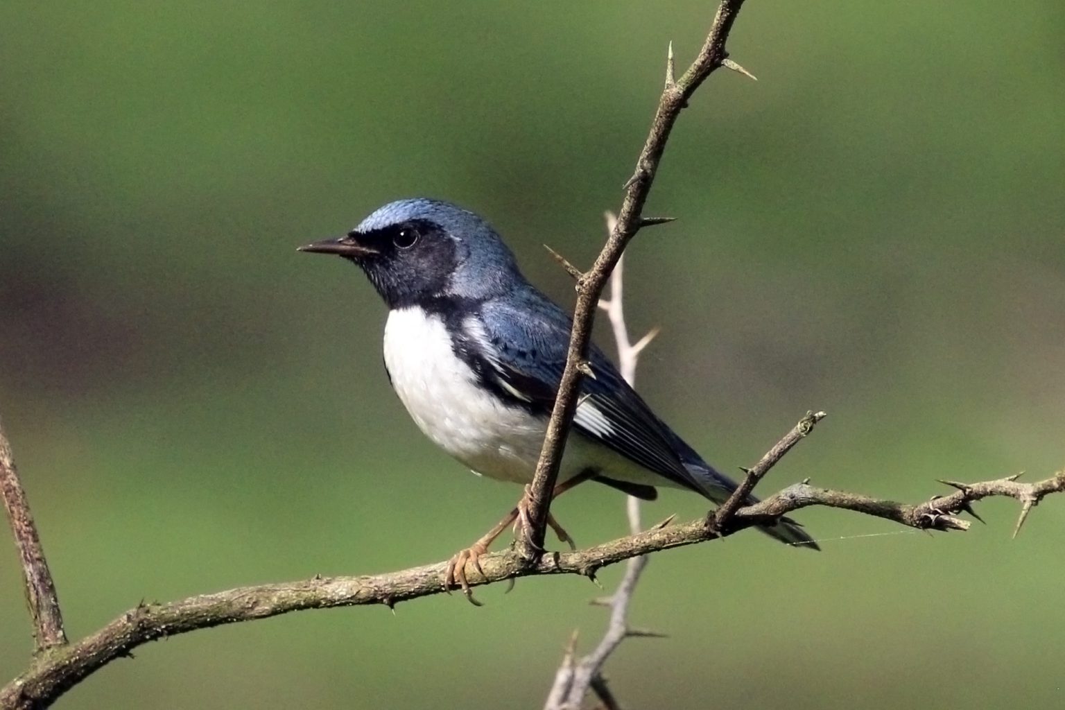 Male black-throated blue warbler