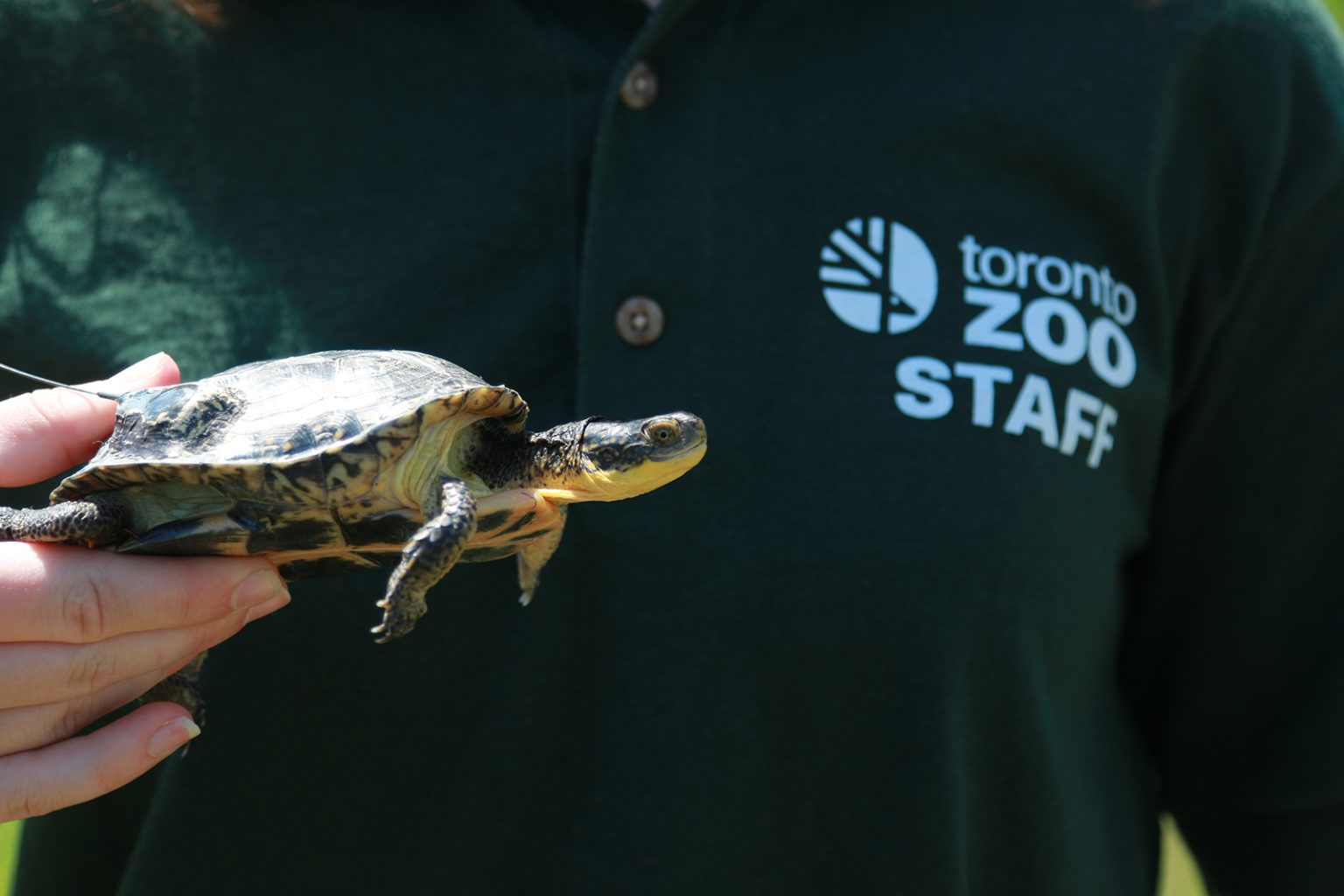 Blanding's turtle Toronto Zoo