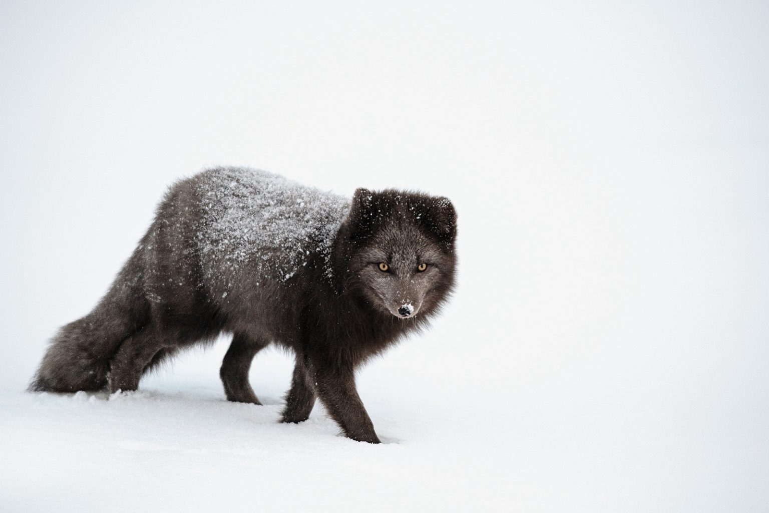 Blue fox