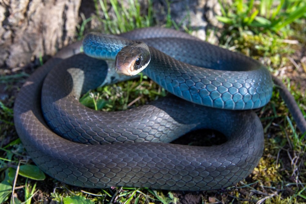 In Canada, blue racers are only found on Pelee Island in Lake Erie. They are known for their distinctive blue-grey colour and their impressive speed.