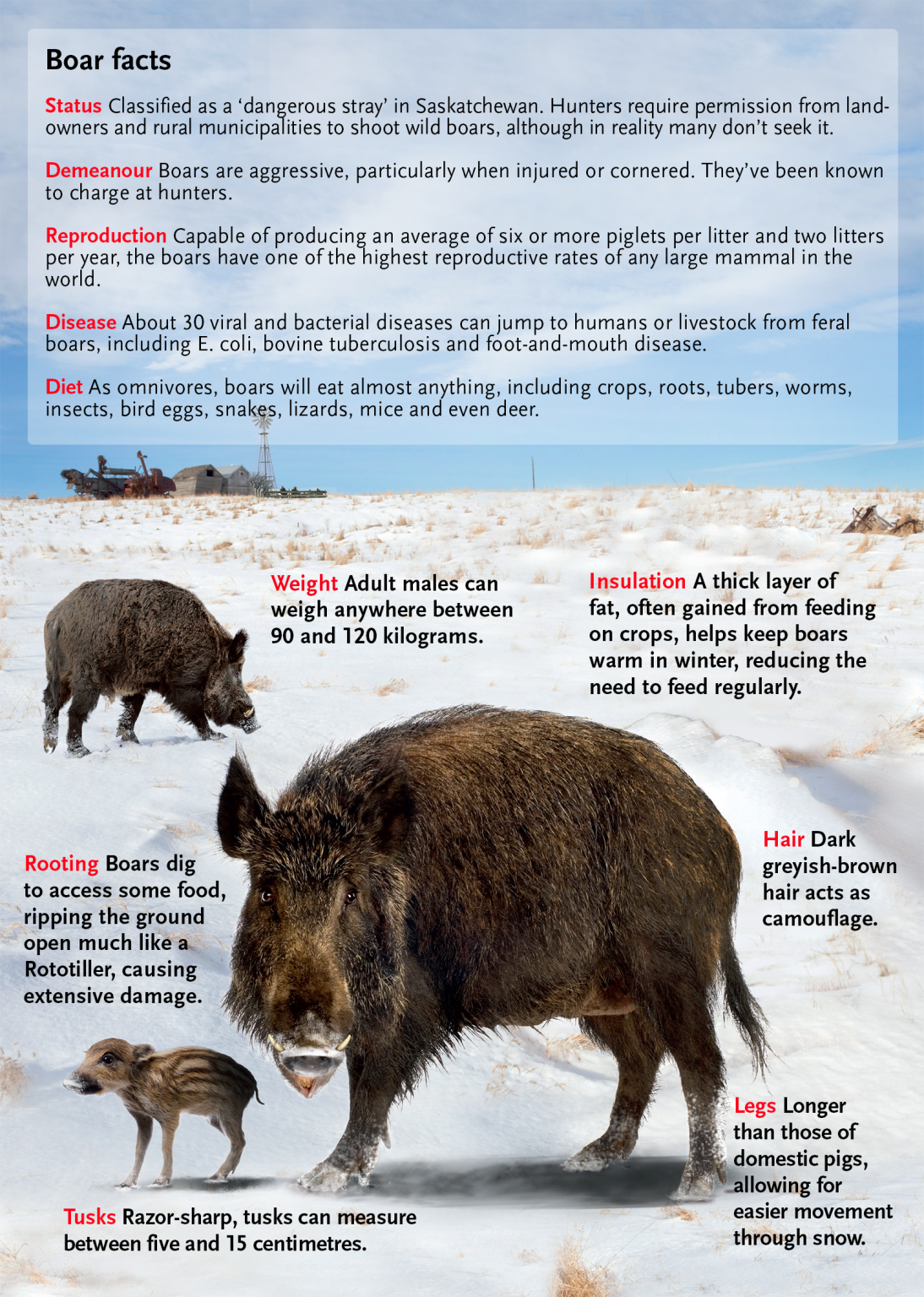 Wild boar facts